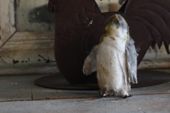 Brocante wattenpopje pinguÃ¯n 